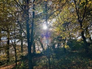 Sunshine streaming through autumnal trees