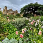 This image of Hidcote Garden is full of different plants and trees. White, pink and purple flowers, mainly dahlias, are in the foreground. Hidcote house is peeping over the hedges at the back of the picture.