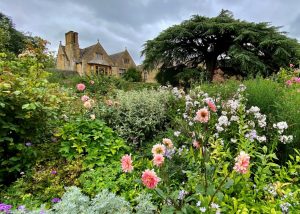 This image of Hidcote Garden is full of different plants and trees. White, pink and purple flowers, mainly dahlias, are in the foreground. Hidcote house is peeping over the hedges at the back of the picture.