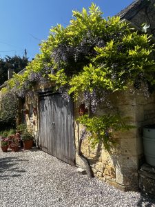 A purple flowering wisteria grows around the side of a Cotswold stone barn, framing double wooden doors. Gravel is on the ground in front, decorated with some flower filled terracotta pots. The sky is clear blue.