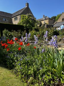 A flower bed is filled with light purple irises and red tulips. Cotswold stone houses can be seen behind the planting and the back of man in a pale blue t- shirt can be seen, he has his hands on his hips.