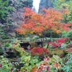 A red leafed acer takes centre stage in this picture at Batsford Arboretum. It surrounded by mature planting in a range of green and red hues, indicating Autumn is on its way.