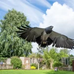 A eagle is spreading its wings as the Falconry Centre. Its handler watches on behind. Visitors and the bird's large wooden enclosures can be seen behind, all set within mature trees and shrubs.