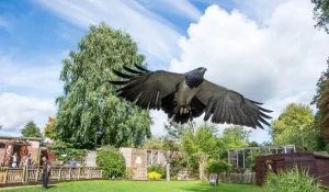 A eagle is spreading its wings as the Falconry Centre. Its handler watches on behind. Visitors and the bird's large wooden enclosures can be seen behind, all set within mature trees and shrubs.