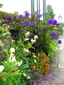 Lush and vibrant, a meticulously maintained flower garden borders a paved path, offering a picturesque display of white, purple and orange blooms. Two metal plant supports provide height and structure.