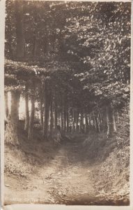 A historic black and white photograph of a simple track path, Keytes Lane, leads through an avenue of mature trees in Bourton on the Hill.