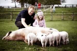 Adam Henson is at his Cotswold Farm park. He is crouching with a young girl next to a sow and her five suckling piglets. They are pale pink with a few black spots. Three other visitors can be seen in the background.