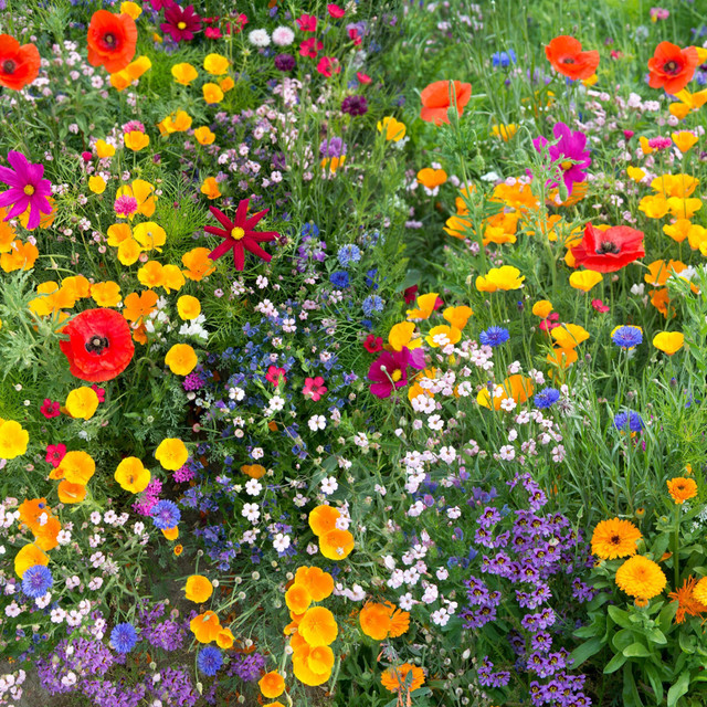 Brightly coloured wild flowers